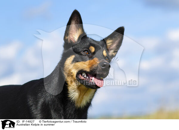 Australian Kelpie in summer / IF-14827
