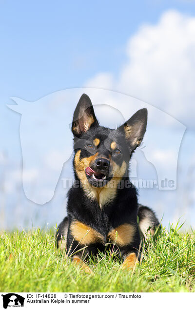 Australian Kelpie in summer / IF-14828