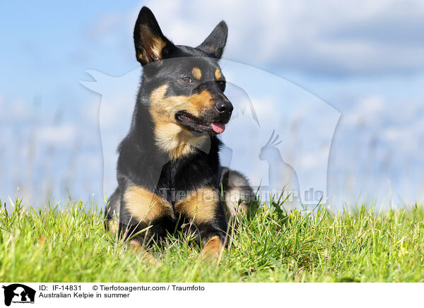 Australian Kelpie in summer / IF-14831