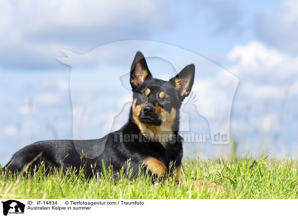 Australian Kelpie in summer / IF-14834