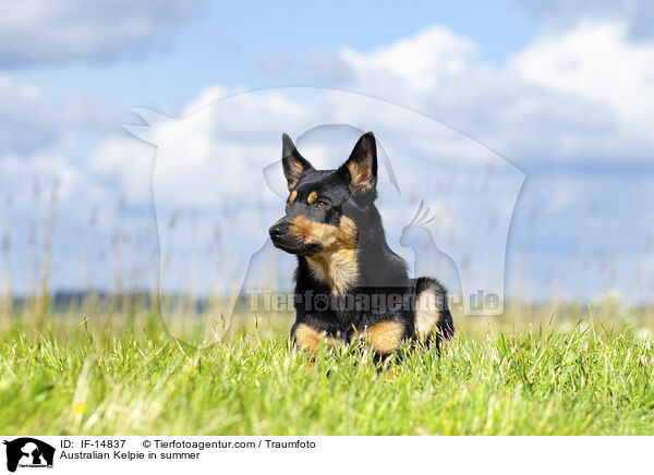 Australian Kelpie in summer / IF-14837
