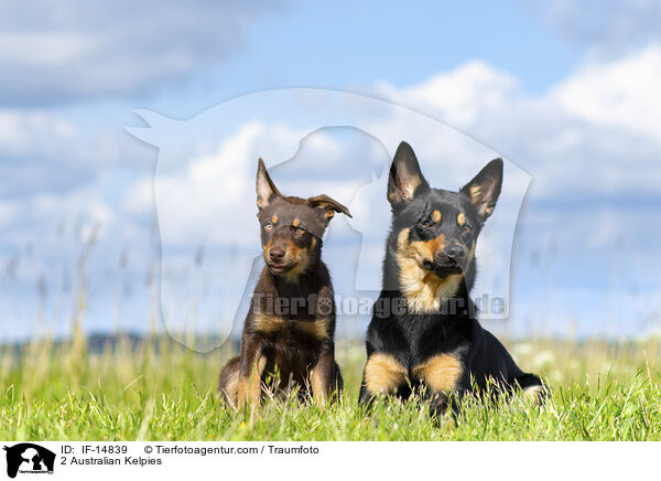 2 Australian Kelpies / IF-14839