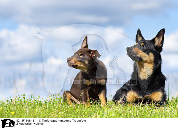 2 Australian Kelpies / IF-14843