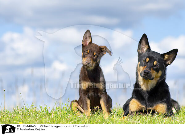 2 Australian Kelpies / IF-14845