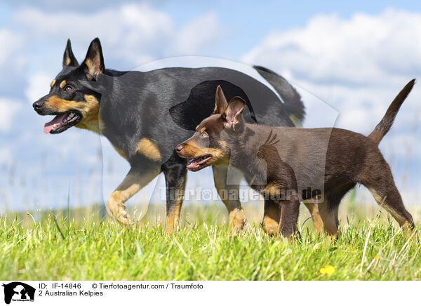 2 Australian Kelpies / IF-14846