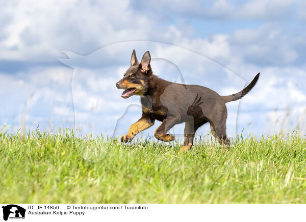 Australian Kelpie Puppy / IF-14850