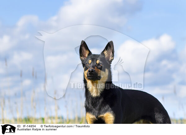 Australian Kelpie in summer / IF-14854