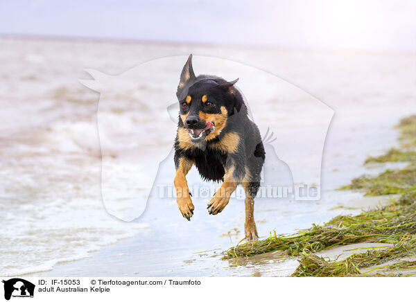 adult Australian Kelpie / IF-15053