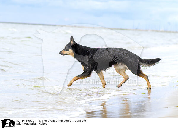 adult Australian Kelpie / IF-15055