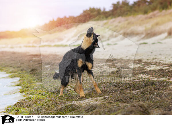 adult Australian Kelpie / IF-15057