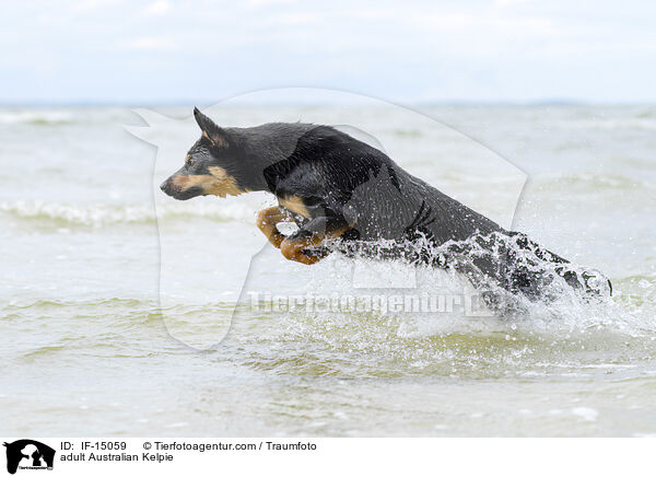 adult Australian Kelpie / IF-15059