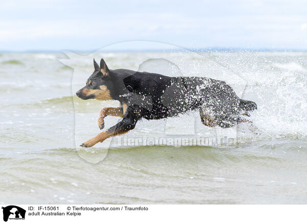 adult Australian Kelpie / IF-15061