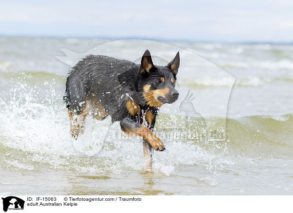 adult Australian Kelpie / IF-15063