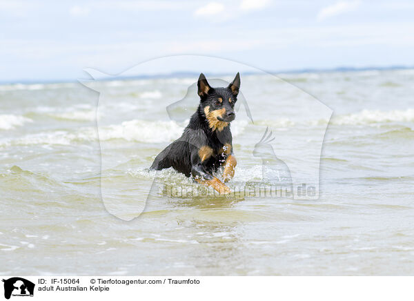 adult Australian Kelpie / IF-15064