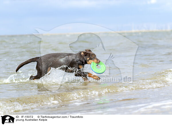 young Australian Kelpie / IF-15072