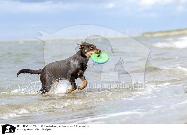 young Australian Kelpie / IF-15073
