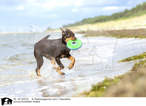 junger Australian Kelpie / young Australian Kelpie / IF-15075