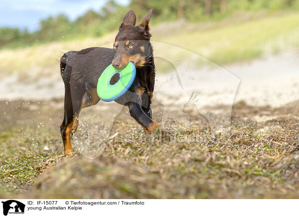 young Australian Kelpie / IF-15077