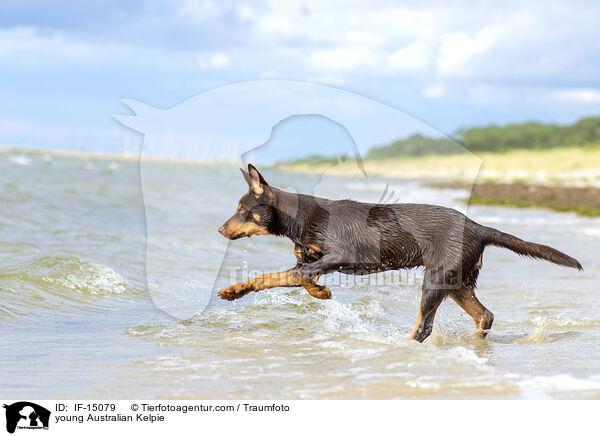 young Australian Kelpie / IF-15079