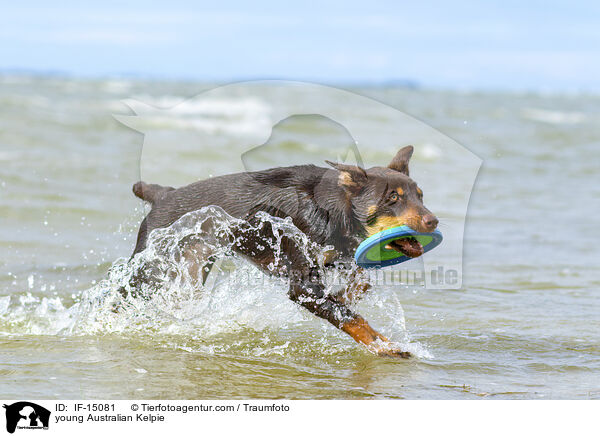 young Australian Kelpie / IF-15081