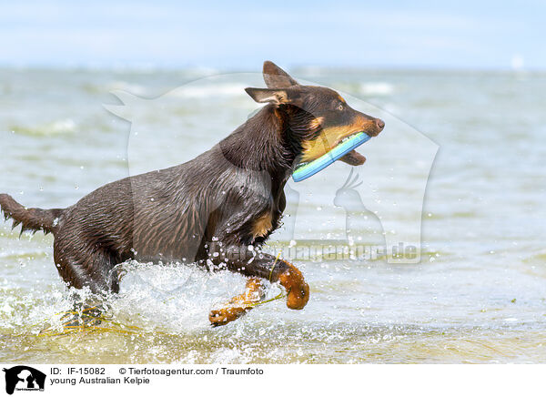 young Australian Kelpie / IF-15082