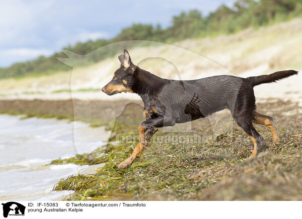 young Australian Kelpie / IF-15083