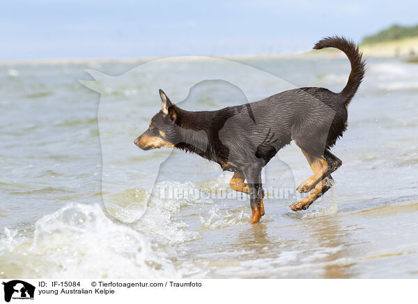 young Australian Kelpie / IF-15084