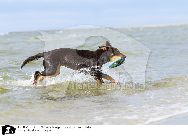 young Australian Kelpie / IF-15086