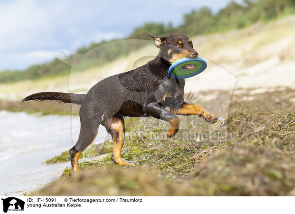 young Australian Kelpie / IF-15091