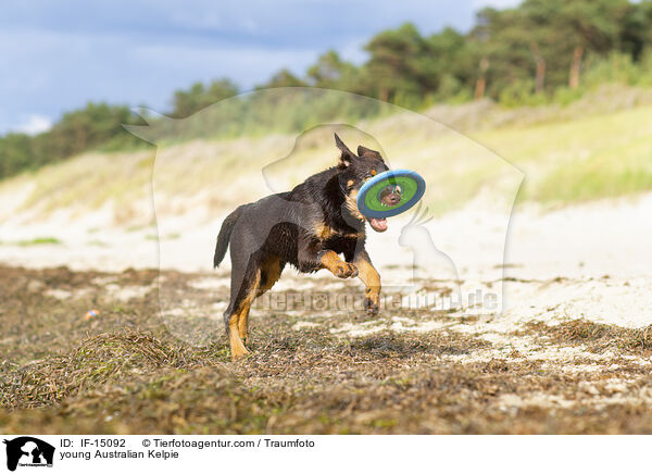 young Australian Kelpie / IF-15092
