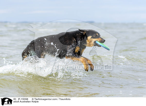 adult Australian Kelpie / IF-15098