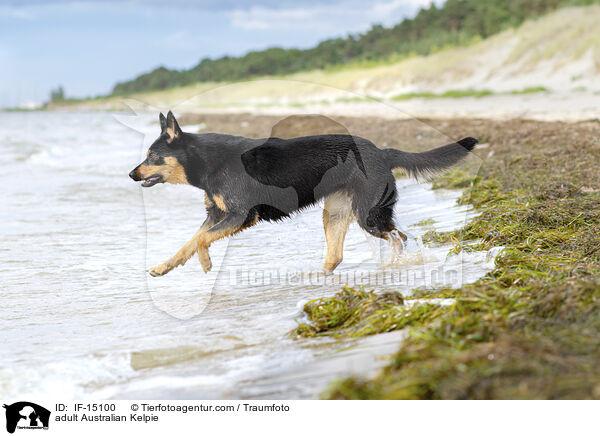 adult Australian Kelpie / IF-15100