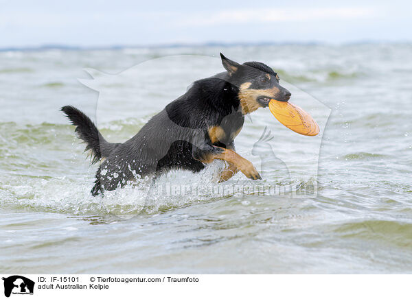 adult Australian Kelpie / IF-15101