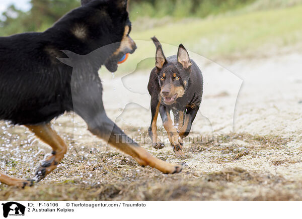 2 Australian Kelpies / IF-15106