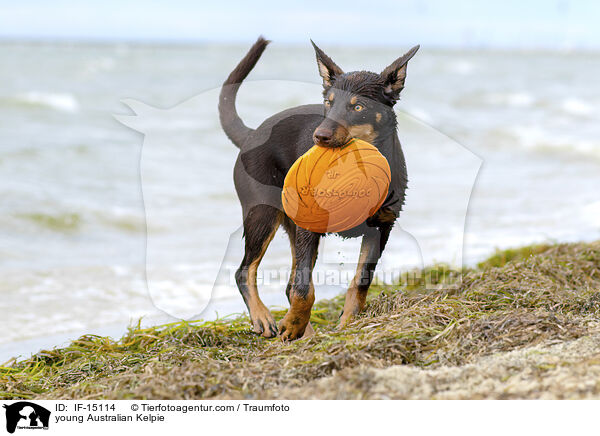 young Australian Kelpie / IF-15114