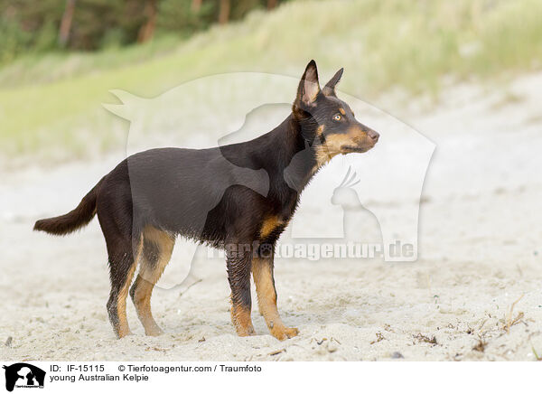 young Australian Kelpie / IF-15115