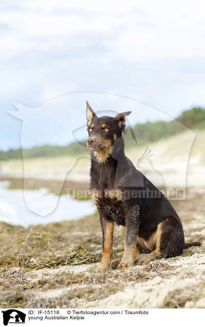 young Australian Kelpie / IF-15118
