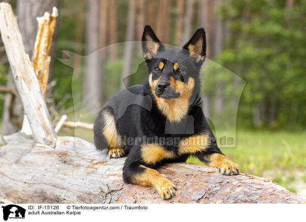 adult Australian Kelpie / IF-15126