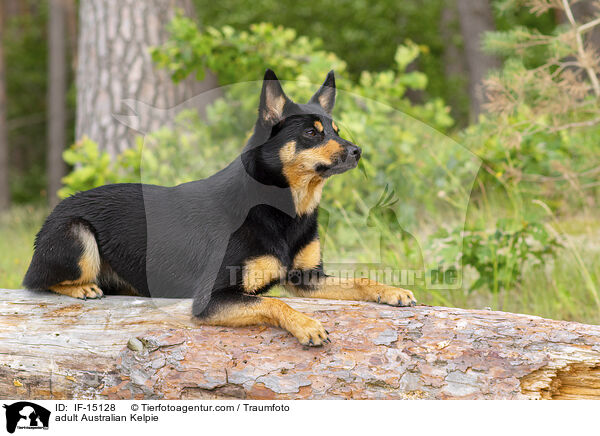 adult Australian Kelpie / IF-15128