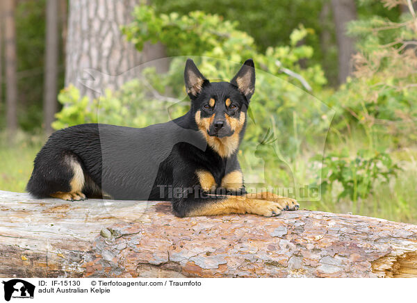 adult Australian Kelpie / IF-15130