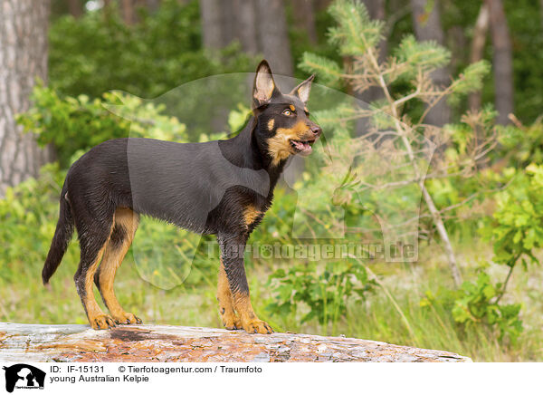 young Australian Kelpie / IF-15131
