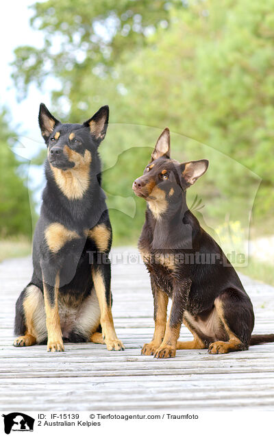 2 Australian Kelpies / IF-15139