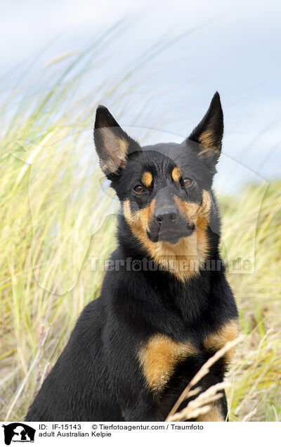 adult Australian Kelpie / IF-15143