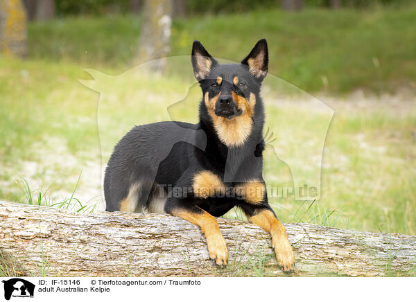 adult Australian Kelpie / IF-15146
