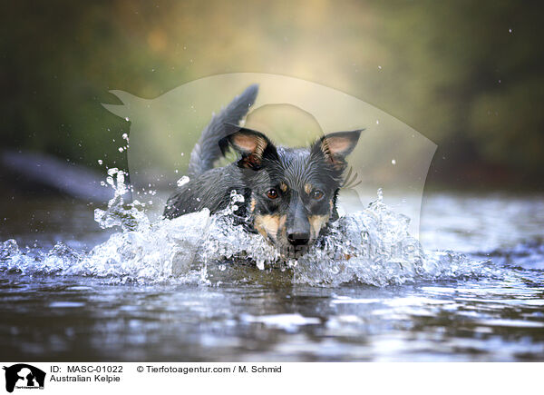 Australian Kelpie / MASC-01022