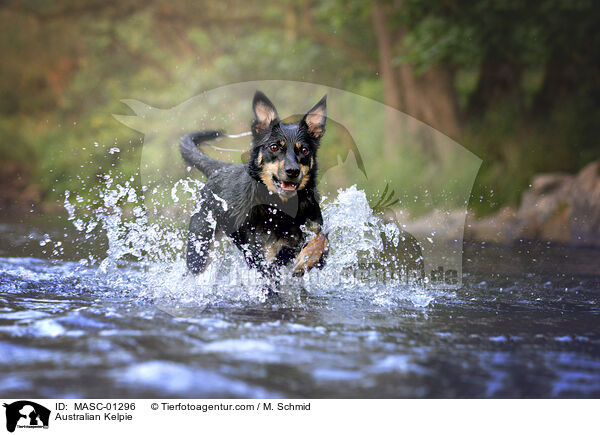 Australian Kelpie / MASC-01296