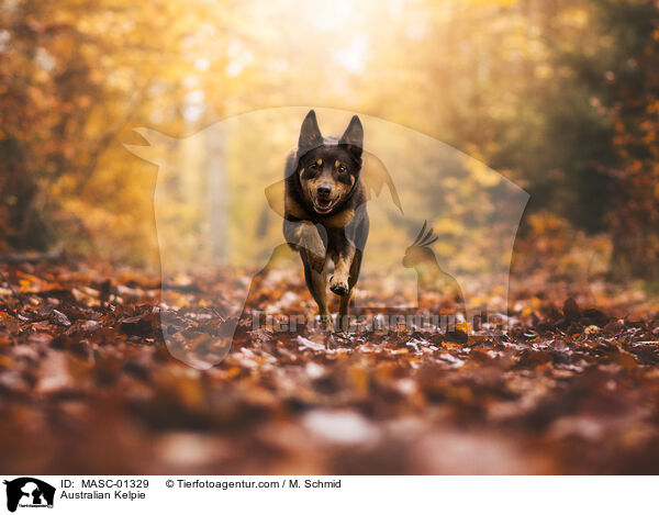 Australian Kelpie / Australian Kelpie / MASC-01329