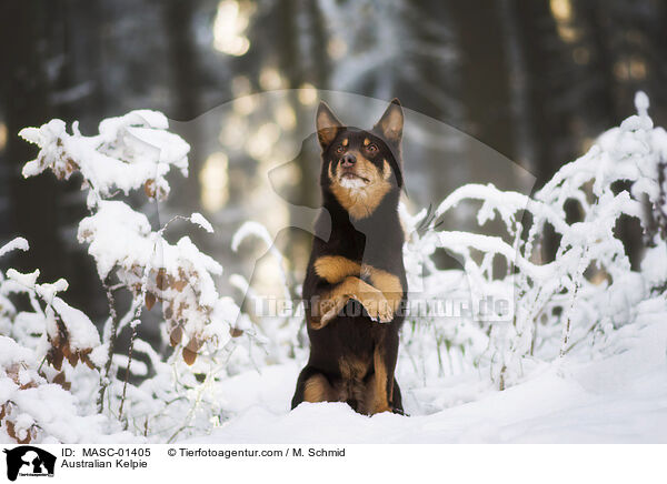 Australian Kelpie / MASC-01405