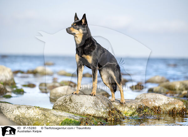 Australian Kelpie / IF-15280