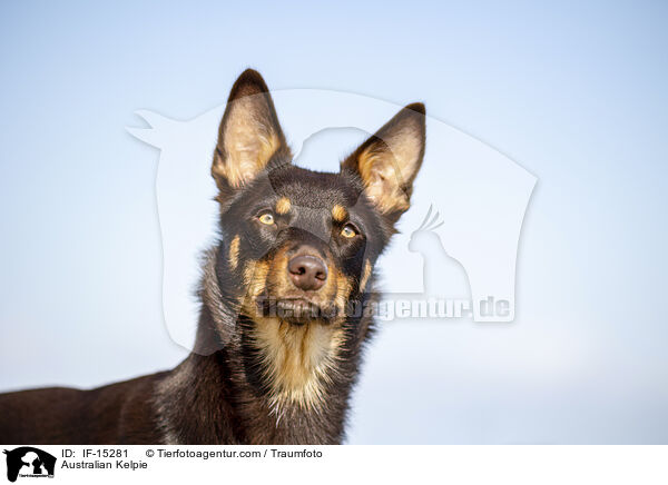 Australian Kelpie / IF-15281